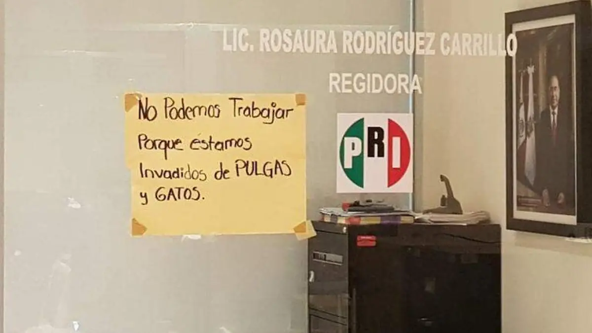 Ayuntamiento Acapulco lleno de Pulgas